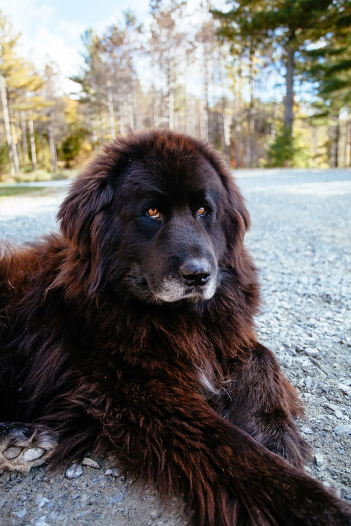 Galusha-Hill-Farm-Lodge-Joe-Dog